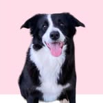 LINDA🐶💖 - @linda.bordercollie_07 - Instagram