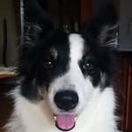 Linda - @linda.bordercollie - Instagram