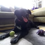 LindaBorderCollie - @linda_the_border_collie - Instagram