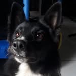 @lindabordercollie - Instagram