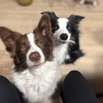 Linda&Libero_bdc - @linda_libero.bordercollies - Instagram