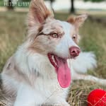 Merve & Linda - @bordercollie_linda - Instagram