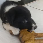 Sara, uma linda Border Collie - @bordercollie.sara - Instagram