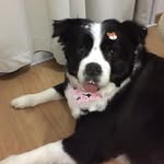 Sophia Linda 🌷Border Collie 💖😍 - @sophia_linda_bordercollie - Instagram