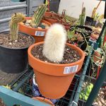 Linda Budd - @lamplantsfordeva - Instagram