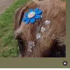Bella linda cachorrinha - @bella.linda.cacho - TikTok