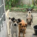 Docinho • Pretinha • Bobino 🐾 - @lindacachorrada - Instagram