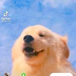 ?? - @linda_cachorrinha_do_tikitoker - Instagram