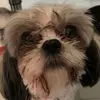 Linda_la_cachorrita - @linda_la_cachorrita - TikTok
