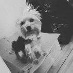 LINDA💓 - @linda_cachorinha - Instagram