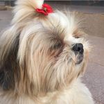 Linda🐶 - @linda_cachorrinha - Instagram
