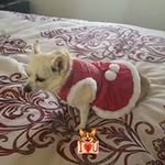 Linda Cedillo - @ix2sew - Instagram