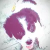 lindaceledon - @lindaceledon0 - TikTok