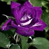 Linda Charron - @linda.charron2 - TikTok