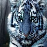 Linda Croll - @croll.linda - Instagram