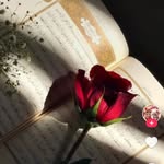 Linda ..Daoud - @931072gdcvc - Instagram