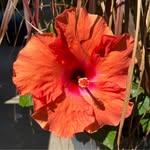 Linda DeClue - @decluegarden - Instagram