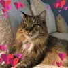 Linda Dellinger - @linda.dellinger - TikTok
