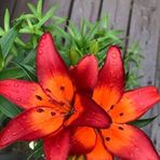 Linda Dever - Facebook
