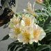 Linda Donelson - Facebook