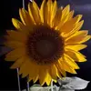 Linda Johnson Gilpin Eberwein - @linda.johnson.gil - TikTok