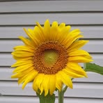 Linda Eidson - Facebook