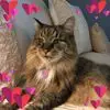 Linda Dellinger - @linda.dellinger - TikTok
