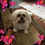 Linda Ellinger - @lsue711 - Instagram