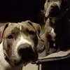 Lindafaires - @lindafaires815 - TikTok