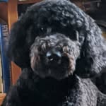 Linda Hammonds - @lhammonds1015 - Instagram