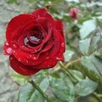 Linda Jaggernath - @lindajaggernath - Instagram
