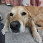 linda johnstone - @johnstone3177 - Instagram