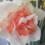 Linda Kennett - @adnil_cee - Instagram