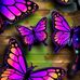 Linda Knuth - Facebook