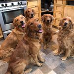 Linda Lade - @whistlersgoldenretrievers - Instagram