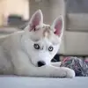 Linda Ladet - @linda.ladet - TikTok