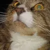 Linda Larcombe - @linda.larcombe - TikTok