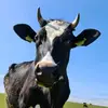Linda - @lindaleitner222 - TikTok