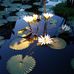 Linda LeVan - Facebook