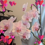 Linda Link - Facebook