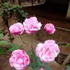 lindamankhin - @linda.mankhin - TikTok