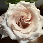 Linda Mansur - @ttowngigi - Instagram