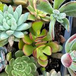 Linda Manton - @mowmanton - Instagram