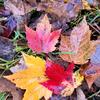 linda_mapleleafs - @linda_mapleleafs - TikTok