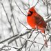 Linda McAlpine - Facebook