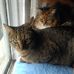 Linda McAlpine - Facebook