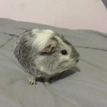 Linda Mortimer - @linda_guineapig - Instagram