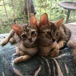 Linda Napper - @2kitlings - Instagram