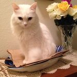 Linda L. Pardini - @lindal.pardini - Instagram