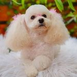 Linda 🐩 - @linda.mocha.pechocha - Instagram